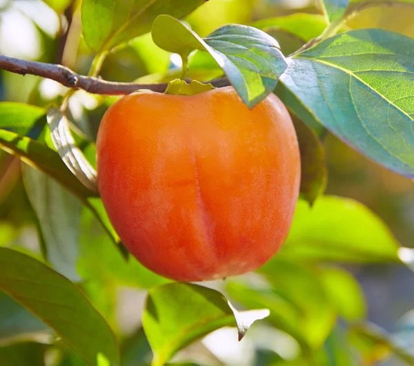 Caqui caqui fruta en el árbol con hojas —  Fotos de Stock