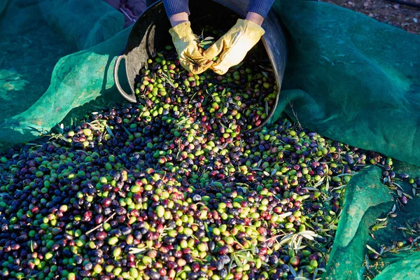 Olives harvest picking hands at Mediterranean — Stock Photo, Image