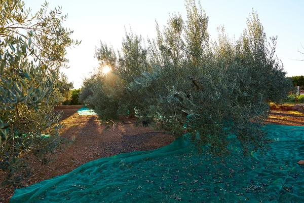 Olives harvest picking with net at Mediterranean — Stock Photo, Image