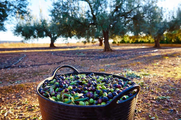 Zbiorów oliwek w kosz rolnik — Zdjęcie stockowe