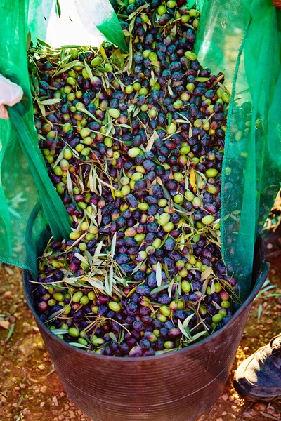 Colheita de azeitonas no cesto do agricultor — Fotografia de Stock
