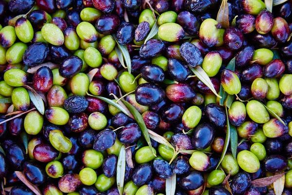 Oliwki tekstury w żniwa w Mediterranean — Zdjęcie stockowe