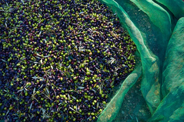 Texture des olives en récolte avec filet — Photo