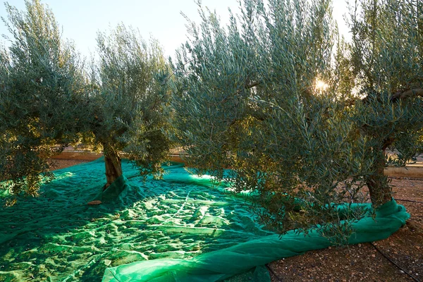 Oliven pflücken mit Netz am Mittelmeer — Stockfoto