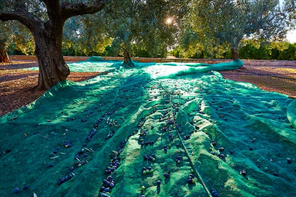 Olives harvest picking with net at Mediterranean — Stock Photo, Image