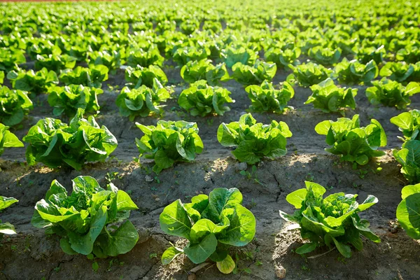 Zeleným salátem pole v řádku — Stock fotografie