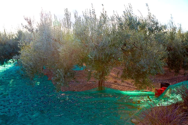 Colheita de azeitonas com rede no Mediterrâneo — Fotografia de Stock