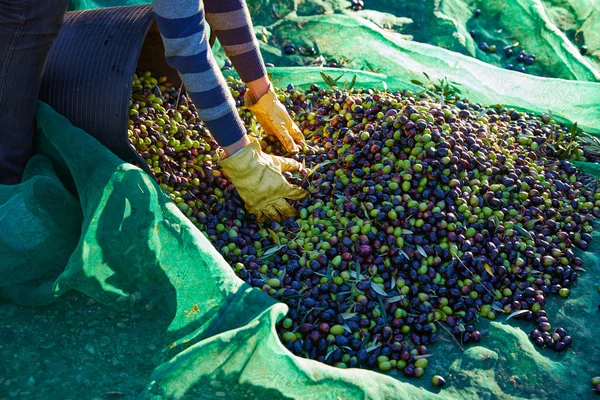 Olives harvest picking hands at Mediterranean — Stock Photo, Image