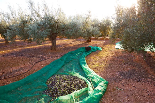 Olives harvest picking with net at Mediterranean — Stock Photo, Image