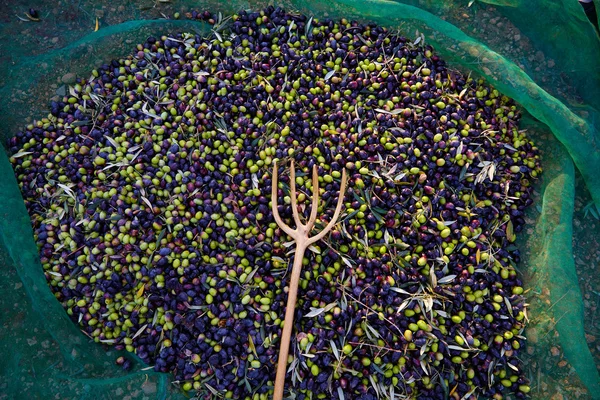 橄榄收获与净、 木叉 — 图库照片