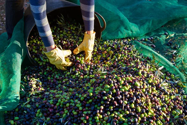 Olives harvest picking hands at Mediterranean — Stock Photo, Image