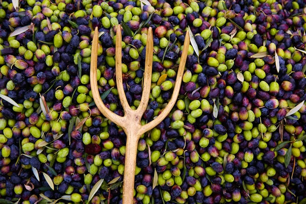 Olives harvest with net and wooden fork — Stock Photo, Image