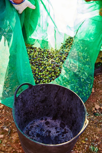 Çiftçi sepete toplama zeytin hasat — Stok fotoğraf