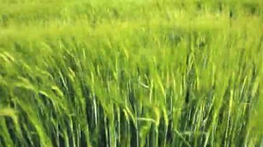 Yol Saint James Castilla tarafından tahıl alanları 