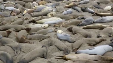 California vahşi filleri Piedras Blancas içinde Güney Big Sur Inn Pasifik'te gelin