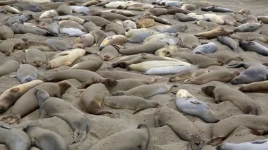 California vahşi filleri Piedras Blancas içinde Güney Big Sur Inn Pasifik'te gelin