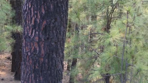 Arafo Corona Skogen i Teide nationalpark på Teneriffa med Canary Pine — Stockvideo