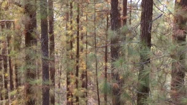 Arafo Corona Forestal di Taman Nasional Teide di Tenerife dengan Canary Pine — Stok Video