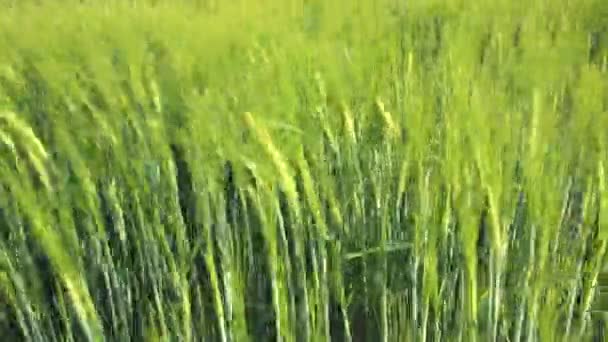 Campos de cereales por El Camino de Santiago en Castilla — Vídeos de Stock