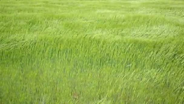 Campos de cereales por El Camino de Santiago en Castilla — Vídeos de Stock