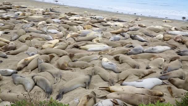 Kalifornie wild Elephant Seals v Piedras Blancas bod v jižním Pacifiku inn Big Sur — Stock video