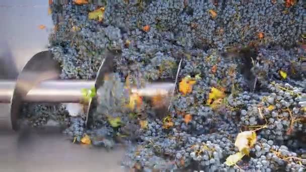 Trituradora de sacacorchos destemmer en la vinificación — Vídeo de stock