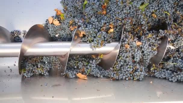 Trituradora de sacacorchos destemmer en la vinificación — Vídeo de stock