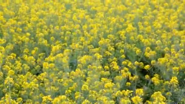 Żółte jare pola z selektywnej ostrości w śródziemnomorskim — Wideo stockowe