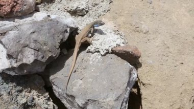 La palma tipik kertenkele tizon gallotia galloti palmae 