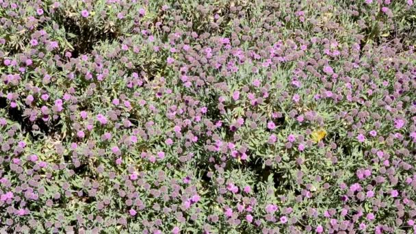 Fleurs sauvages méditerranéennes au printemps — Video