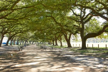 Houston Hermann park Marvin Taylor iz