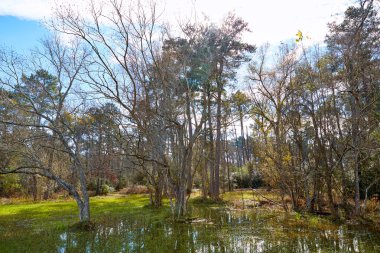 Tomball Burroughs park Houston Texas