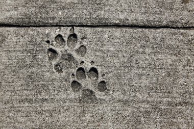 köpek ayak izleri kaldırım Betonda baskılı