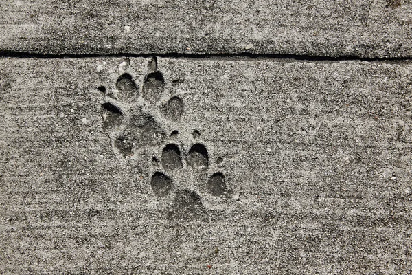 Empreintes de chien imprimées dans le béton du trottoir — Photo