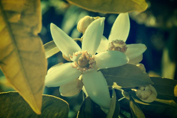 Orangenblüten im mediterranen Baum — Stockfoto