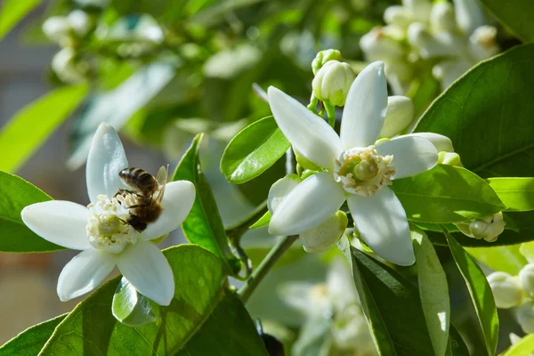 Oranjebloesem bloemen in mediterrane boom — Stockfoto