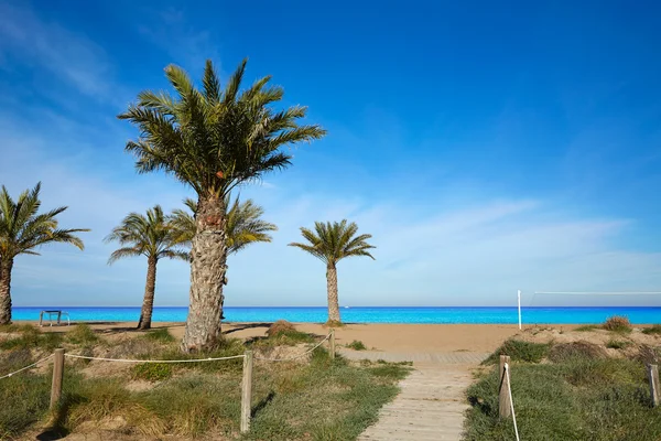 Denia Las Marinas beach palm trees in Spain — Stock Photo, Image