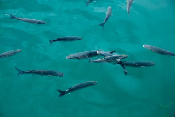 地中海でマリーナにボラ魚 — ストック写真