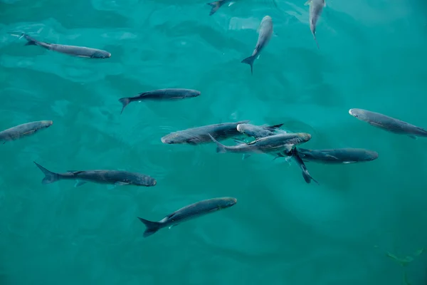 Grå mulle fiskar i marinan i Medelhavet — Stockfoto