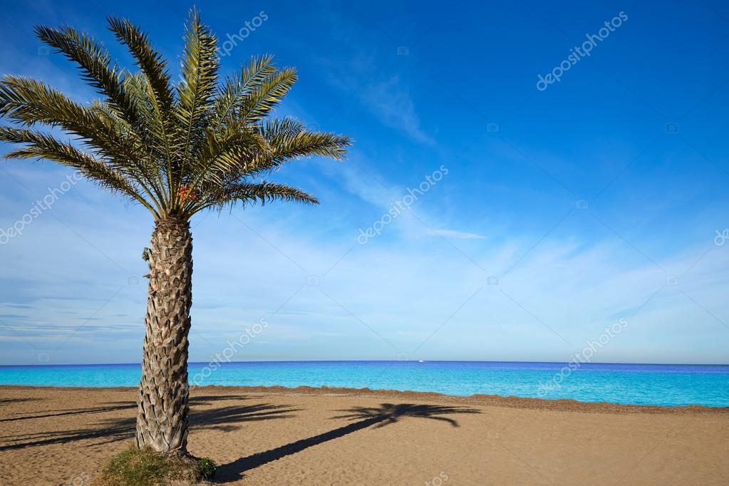 Denia Las Marinas Plage Palmiers En Espagne Photographie