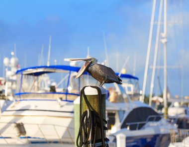 Fort Lauderdale Pelican kuş Marina Florida