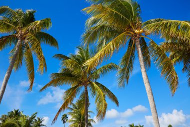 Key west florida plaj Tersanemiz S Higgs