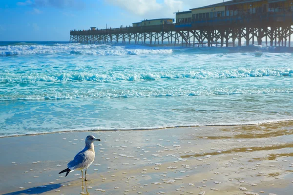 Daytona Beach en Florida con muelle Estados Unidos — Foto de Stock