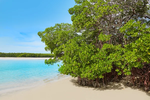 Florida bonita Bay beach mangrooves US — Stock Photo, Image