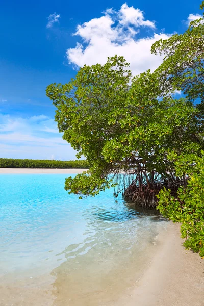 フロリダ州ボニータ ベイ ビーチ mangrooves 私たち — ストック写真