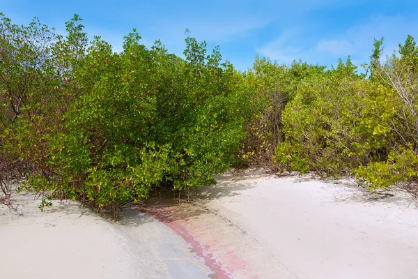 Φλόριντα bonita Bay παραλία mangrooves μας — Φωτογραφία Αρχείου