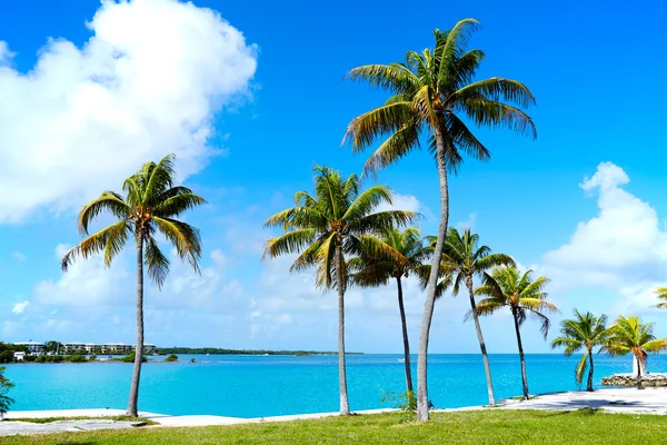 Florida Cayos palmeras en el día soleado Florida ES — Foto de Stock