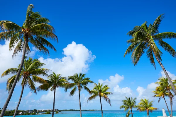 Güneşli bir gün bize Florida Florida Keys palmiye ağaçlarında — Stok fotoğraf