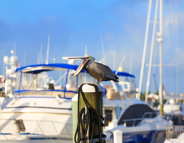 Fort Lauderdale Pelican kuş Marina Florida — Stok fotoğraf