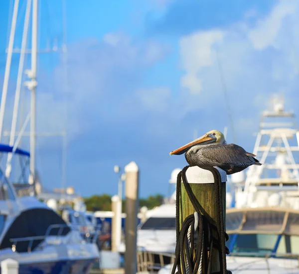 Fort Lauderdale Pelican bird in marina Florida — Stock Photo, Image